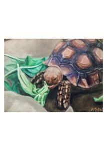 Tortoise snacking on lettuce, art by Meelena Spikes